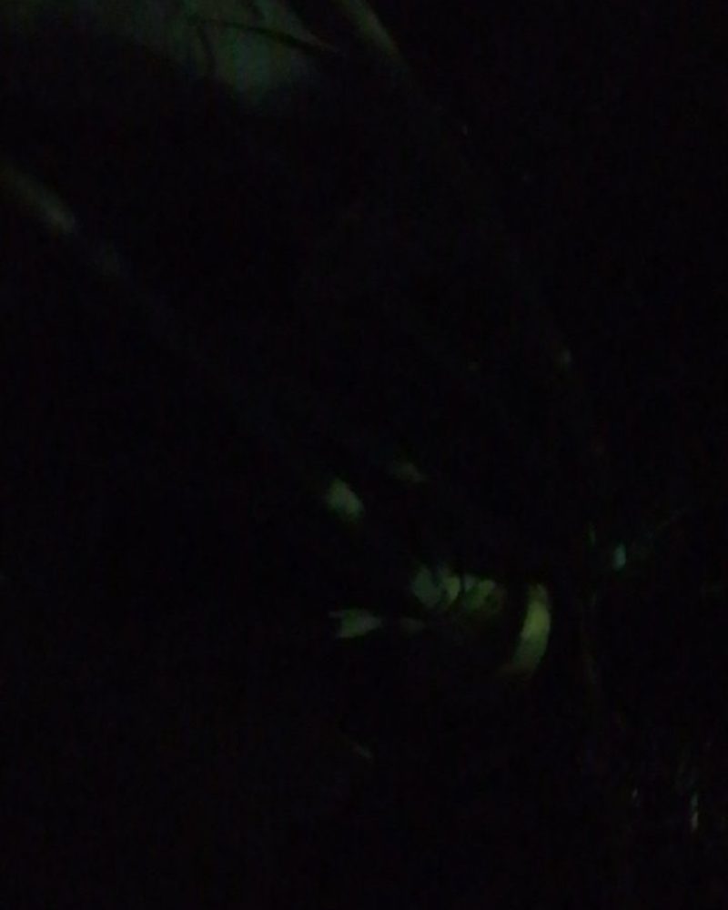 山东芥菜疙瘩