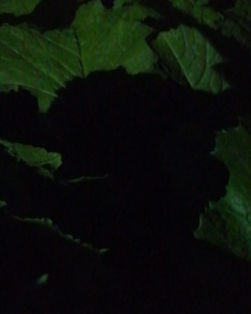 山东芥菜疙瘩