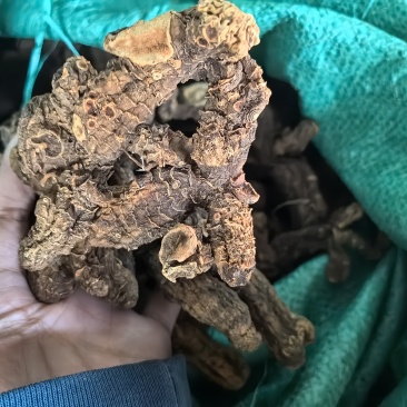 野生黄精干货