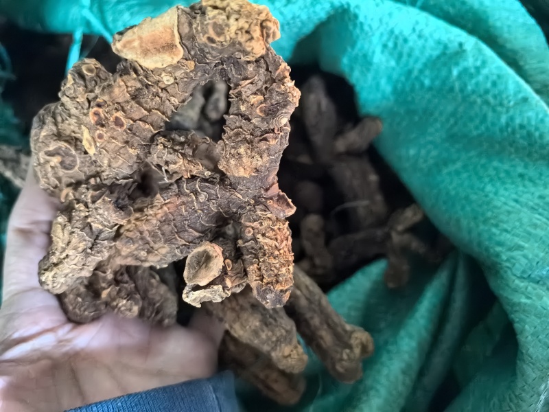 野生黄精干货