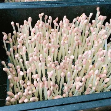 耒阳长寿花生芽苗菜