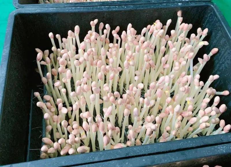 耒阳长寿花生芽苗菜