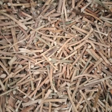 春砂仁根