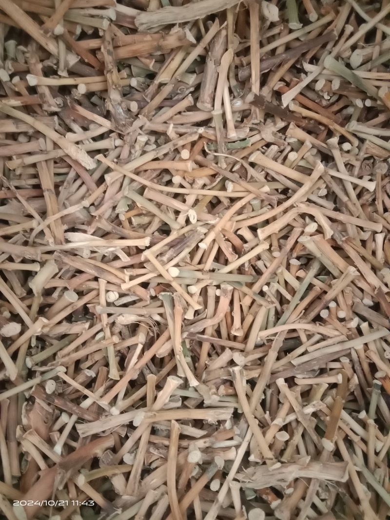 春砂仁根