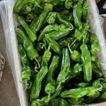 精品薄皮椒产地直发一手货源量大价优致电价更优欢迎咨询