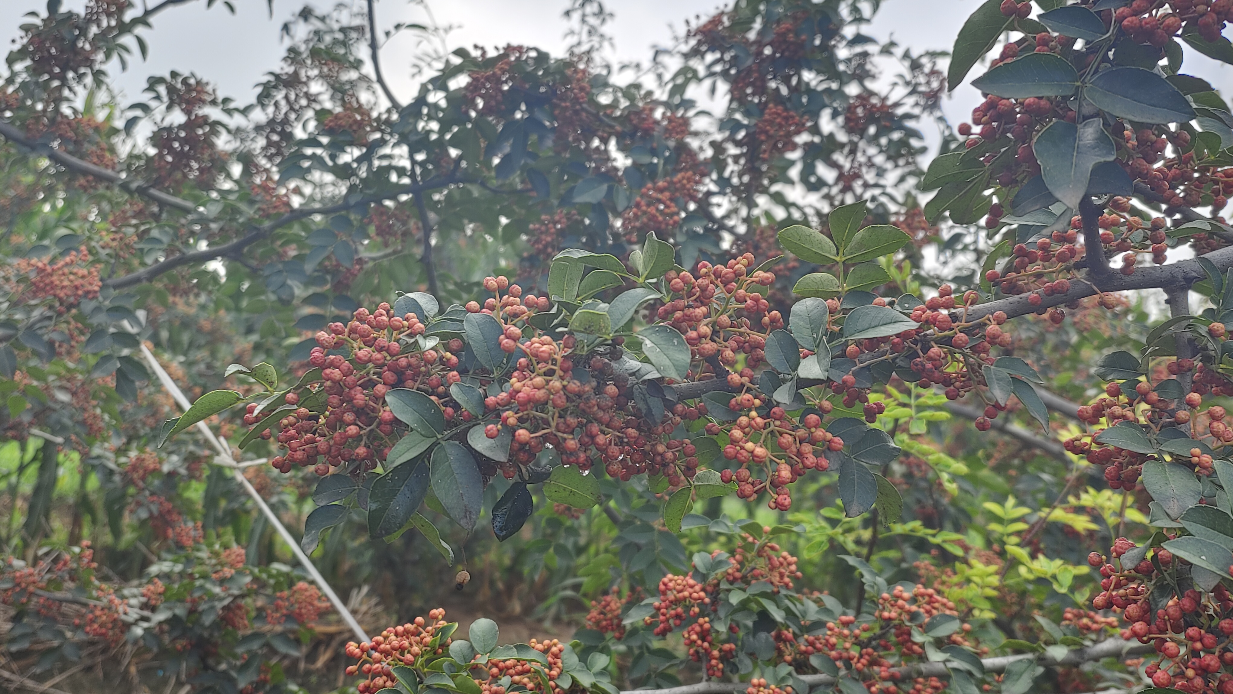 汉源大红袍花椒采摘场景