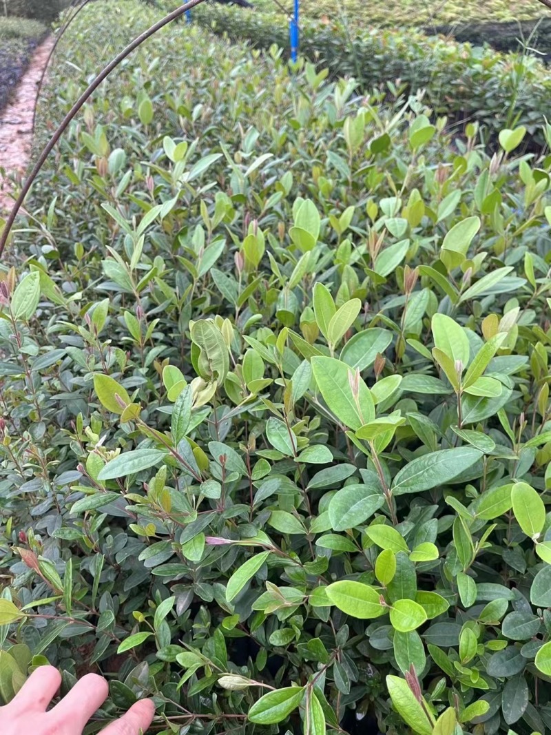 桃金娘杯苗大量现货供应
