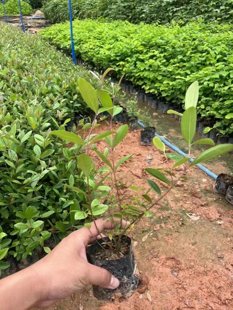 桃金娘杯苗大量现货供应
