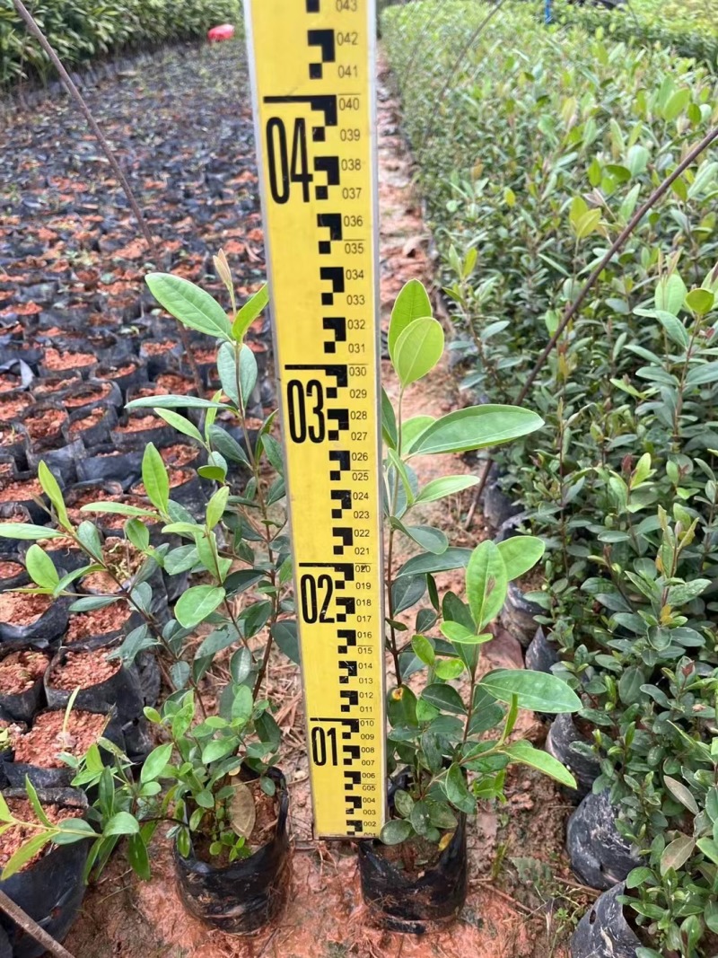 桃金娘杯苗大量现货供应