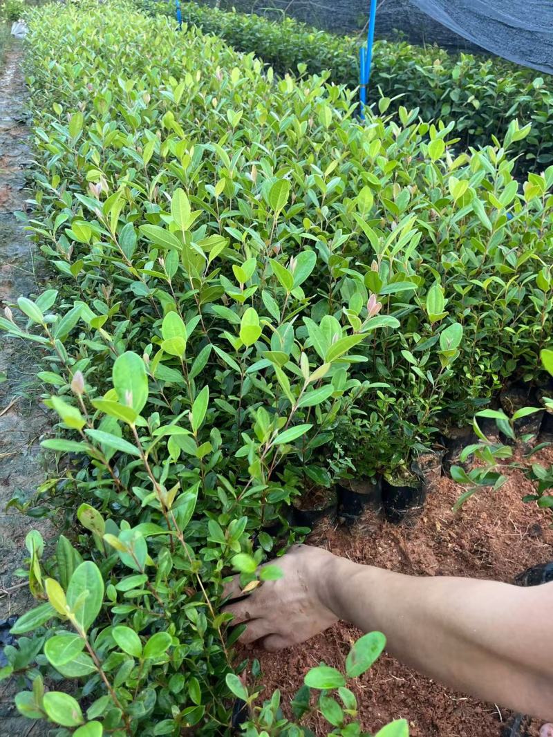 桃金娘杯苗大量现货供应