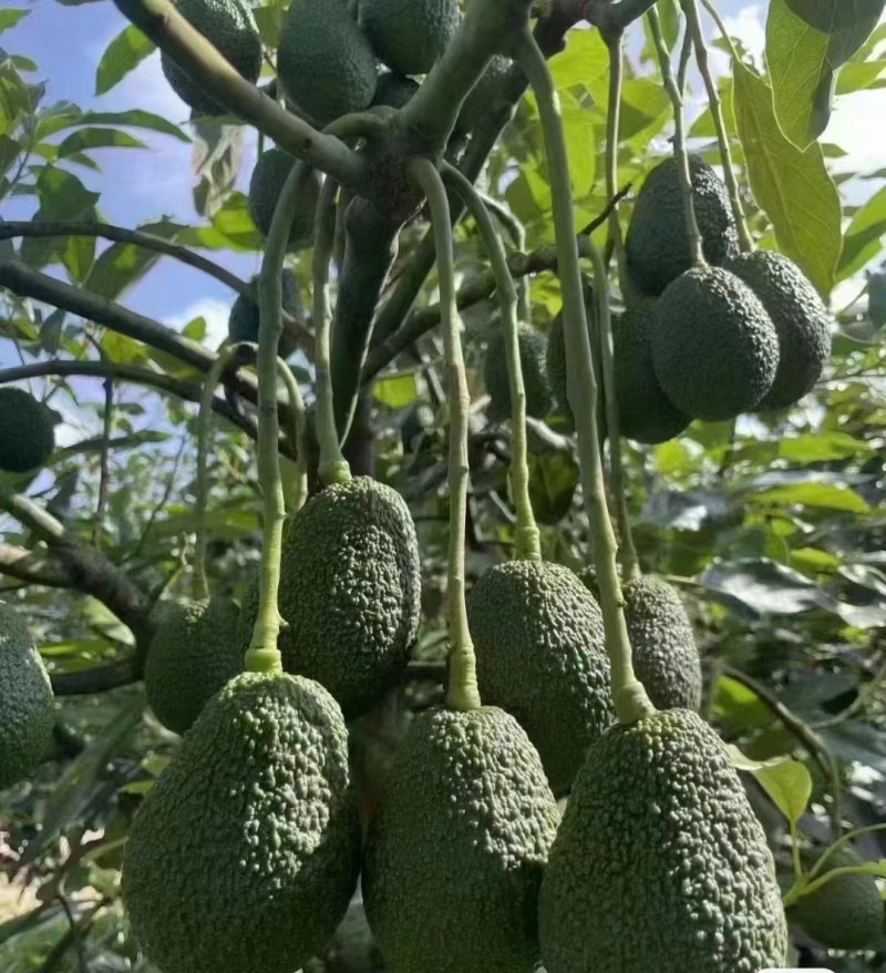 牛油果