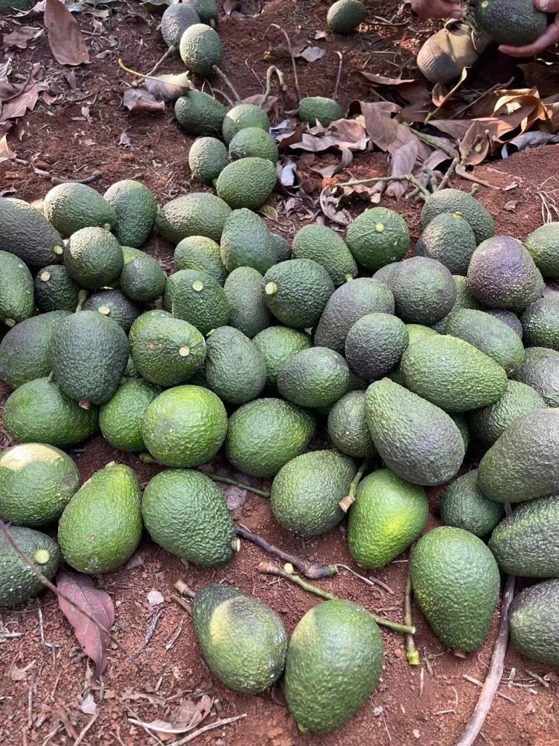 牛油果