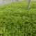 云南芦蒿，产地直供，保质保量，你给我一分信任，我还你九分真诚