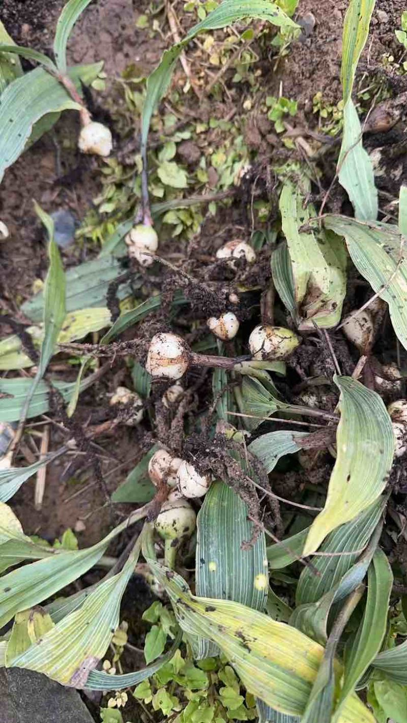 毛慈菇