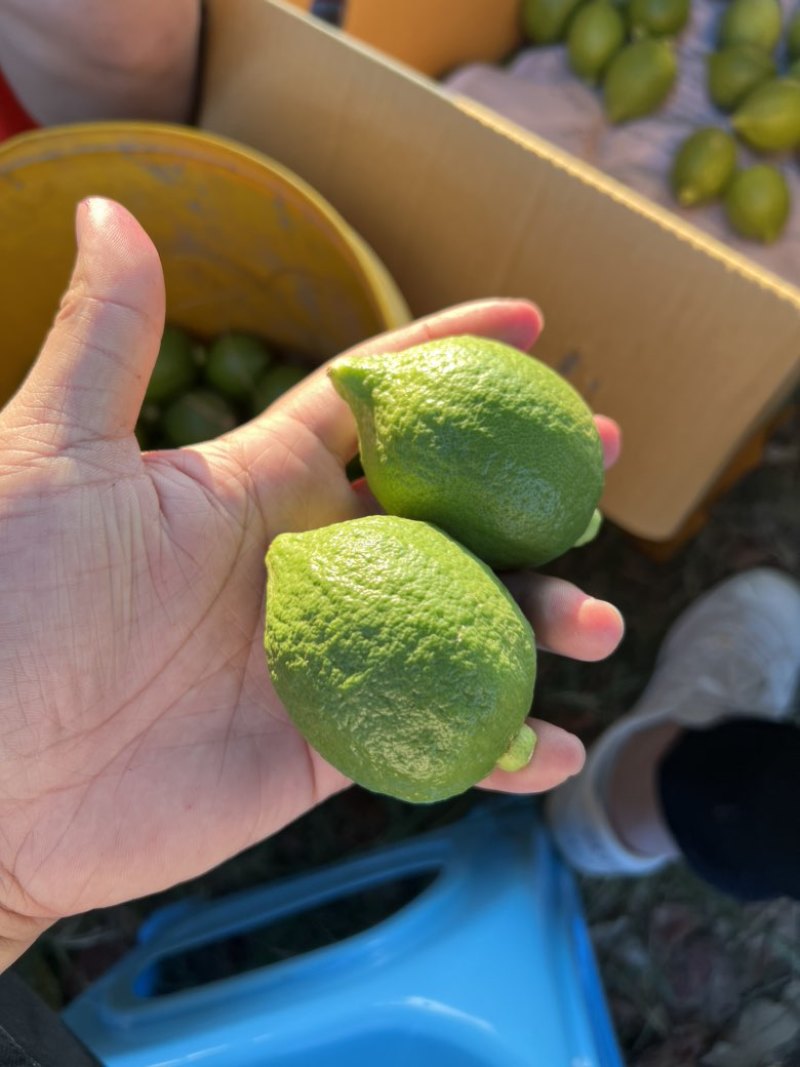 广香柠檬