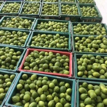 广香柠檬