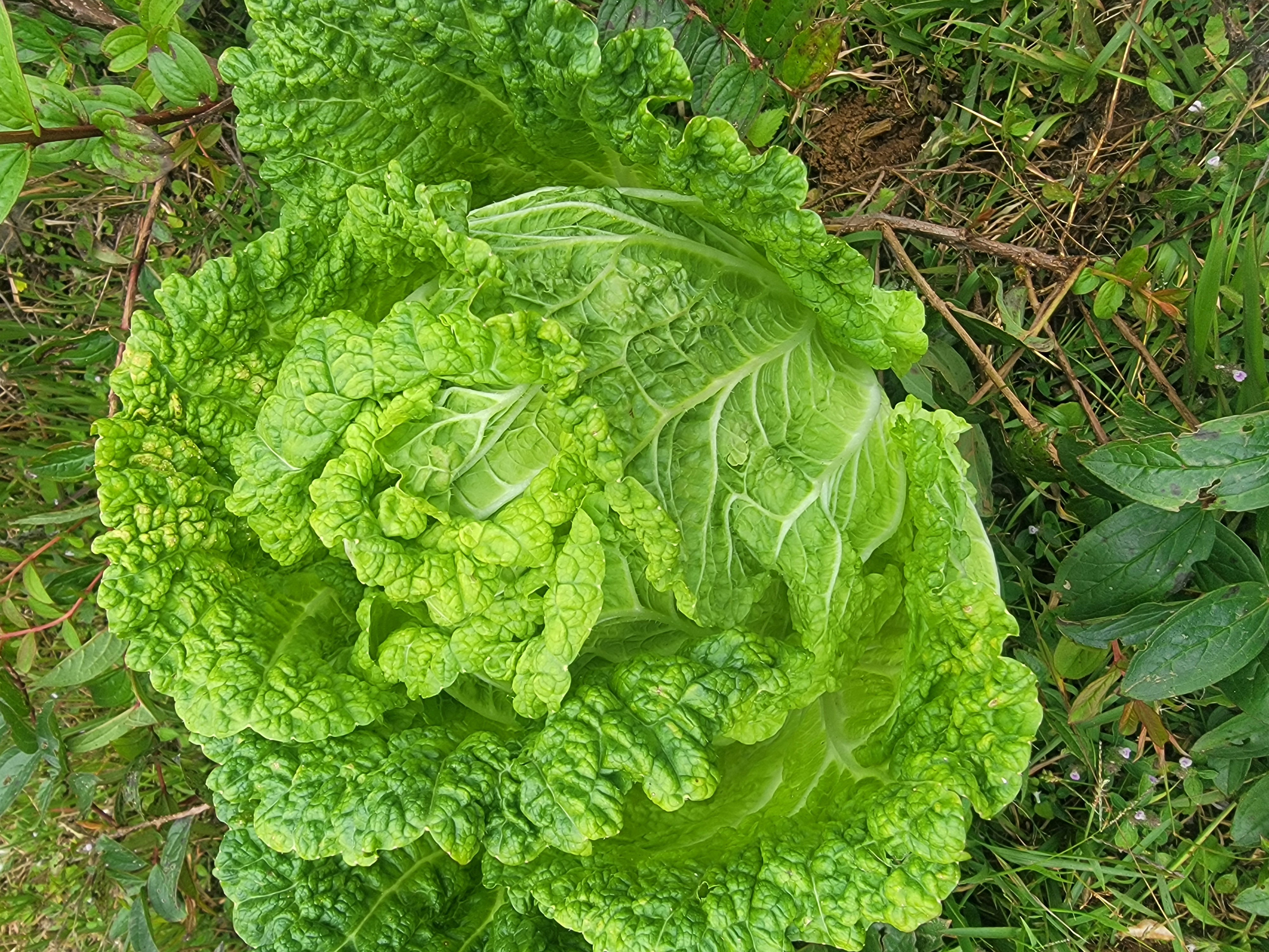 展示白菜外层叶片边缘发绿的情况,颜色由浅黄向绿色过渡 白菜发绿现象图