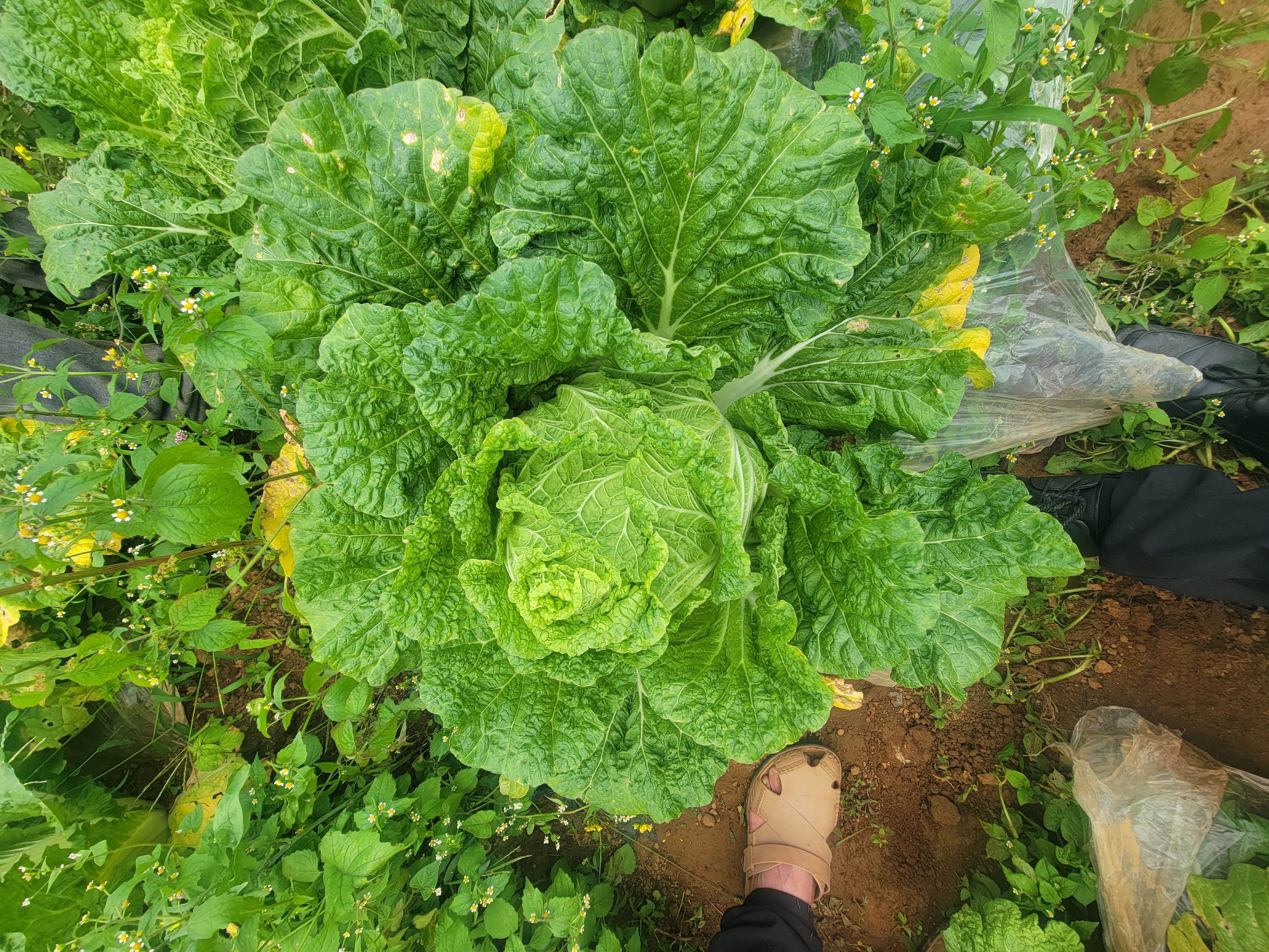 白菜田间管理图