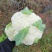 松花