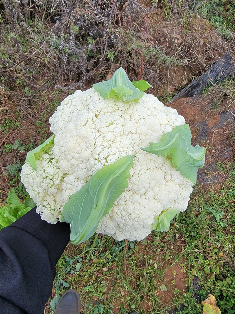 松花