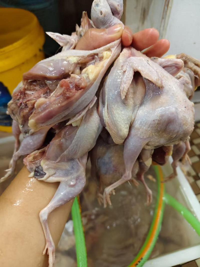 鹌鹑，现杀新鲜
