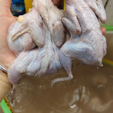 鹌鹑，现杀新鲜