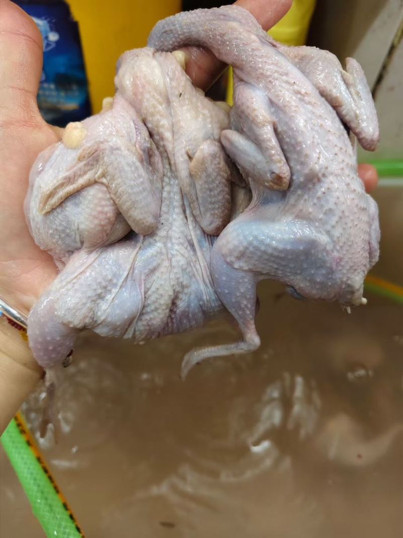 鹌鹑，现杀新鲜