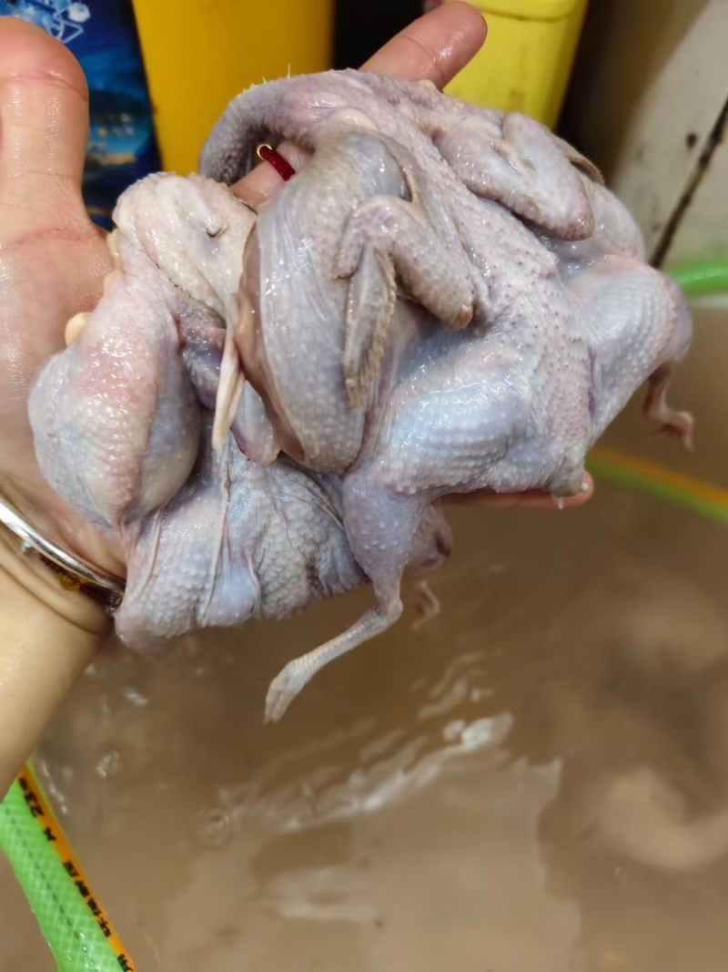 鹌鹑，现杀新鲜