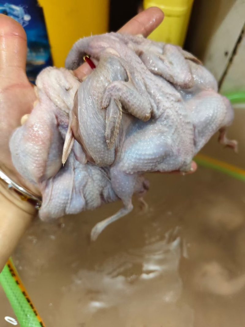 鹌鹑，现杀新鲜