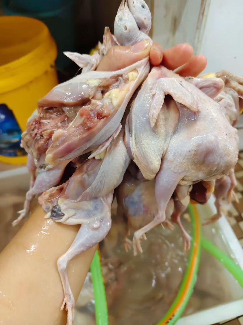 鹌鹑，现杀新鲜