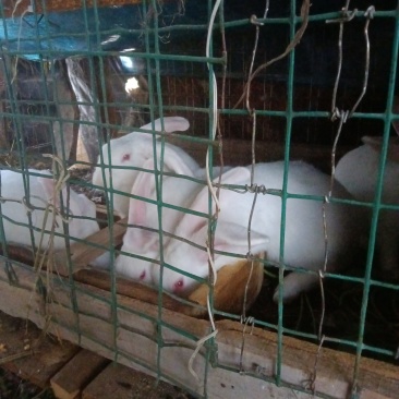 家养兔子