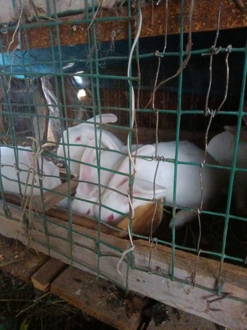 家养兔子