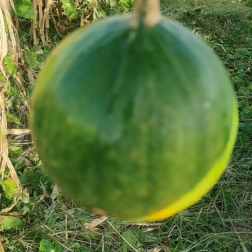 鲜瓜蒌