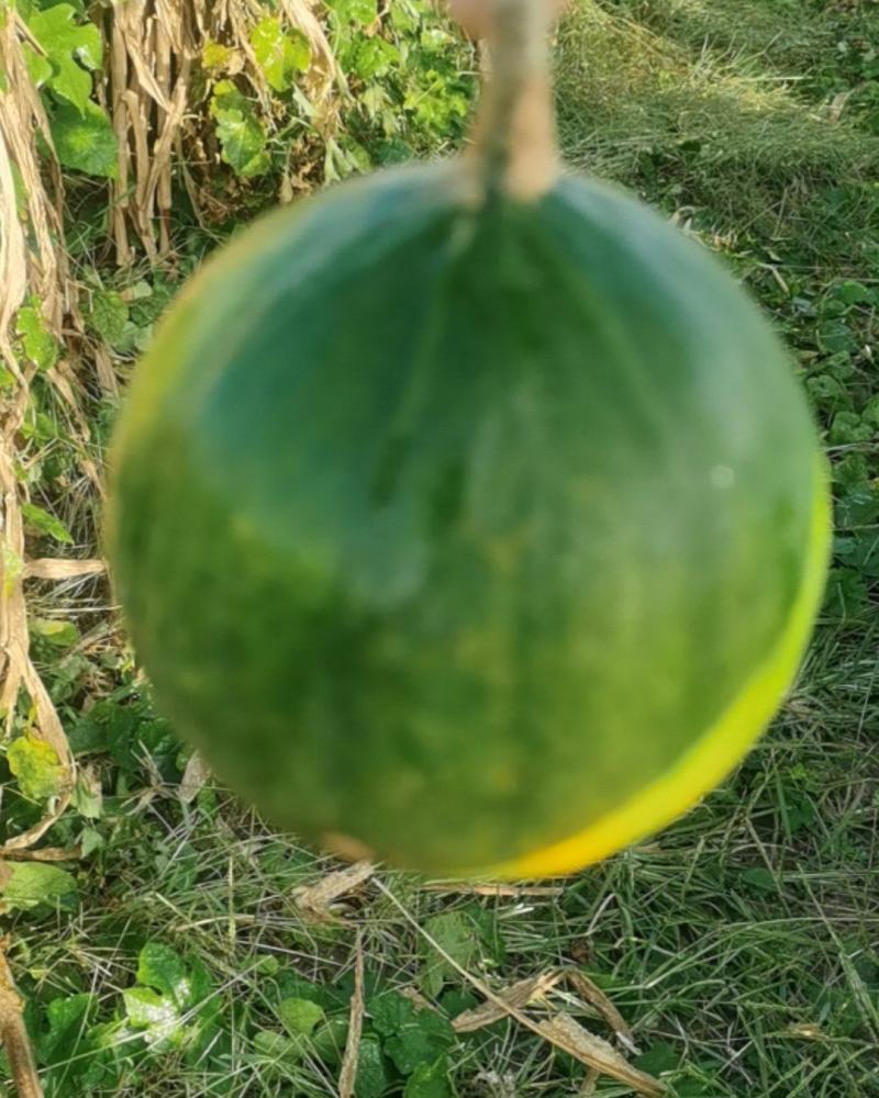 鲜瓜蒌