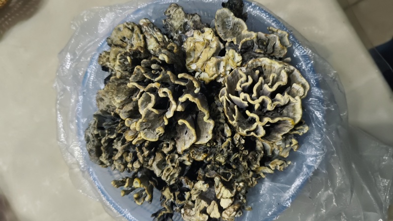 干巴菌