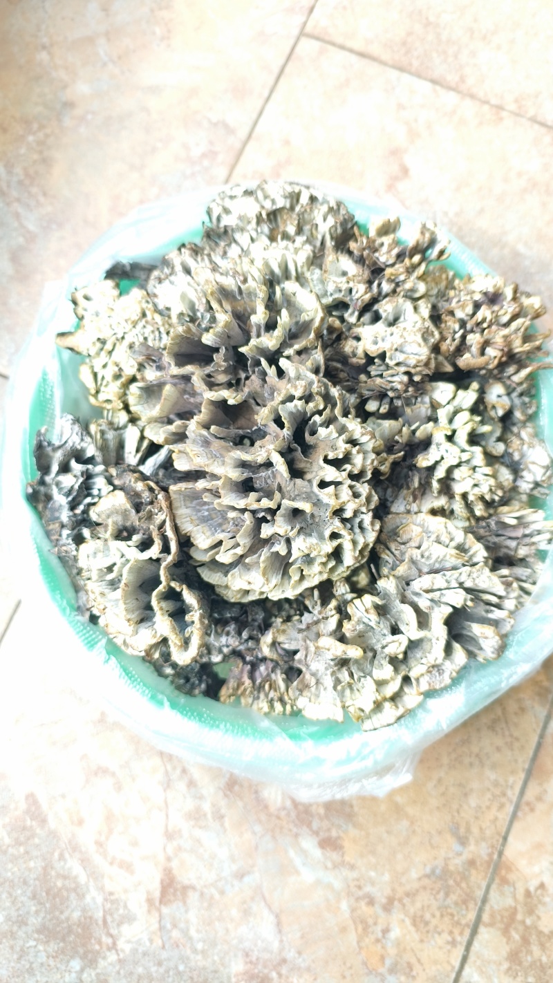 干巴菌