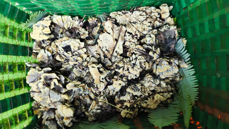 干巴菌