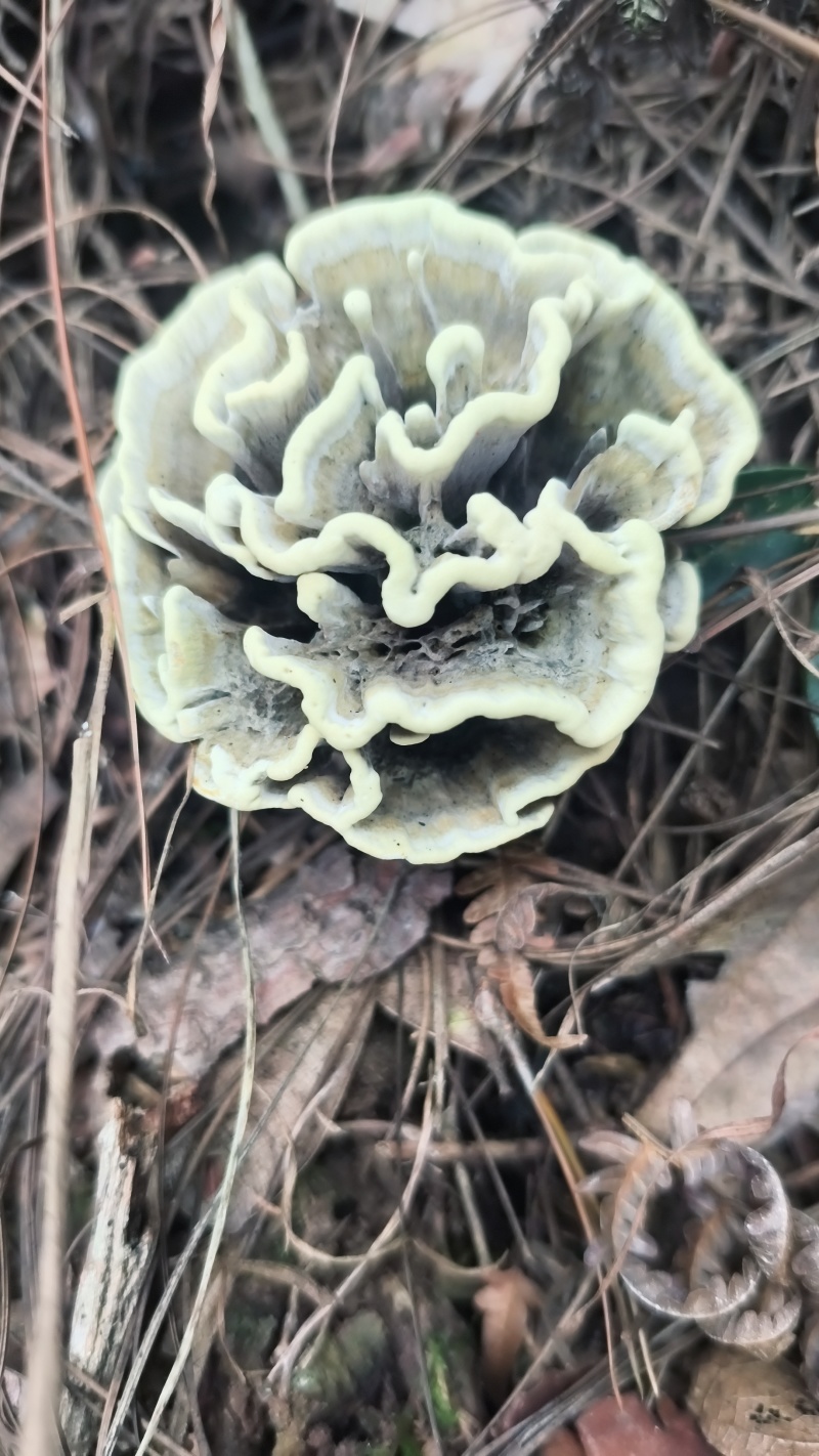 干巴菌