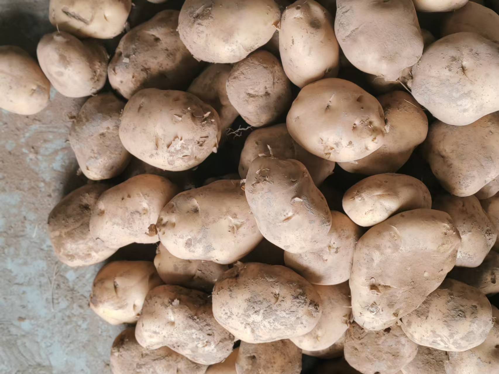 多个226马铃薯块茎并列摆放,表皮光滑呈淡黄色,芽眼浅小分布均匀,无明显疤痕或病斑,背景为木质托盘,光线柔和,突出其优良的商品外观 226马铃薯块茎特写展示图