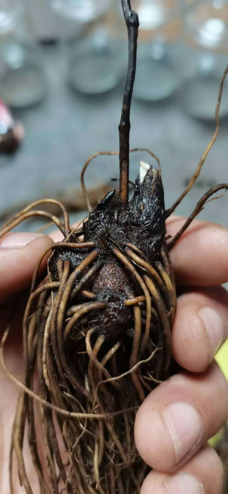 北苍术苗