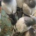 重庆土鸽子