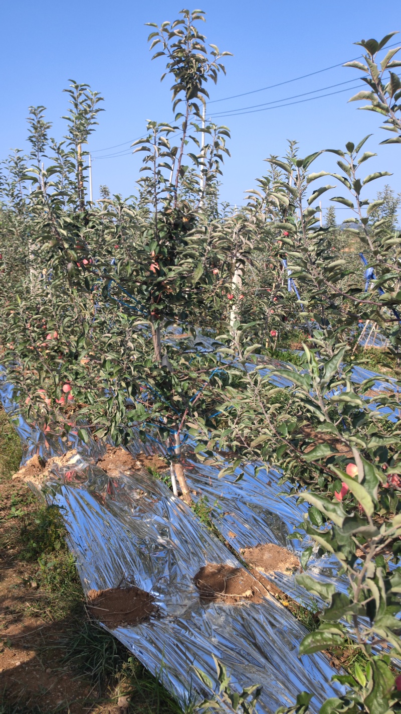 山东威海乳山市爱妃苹果