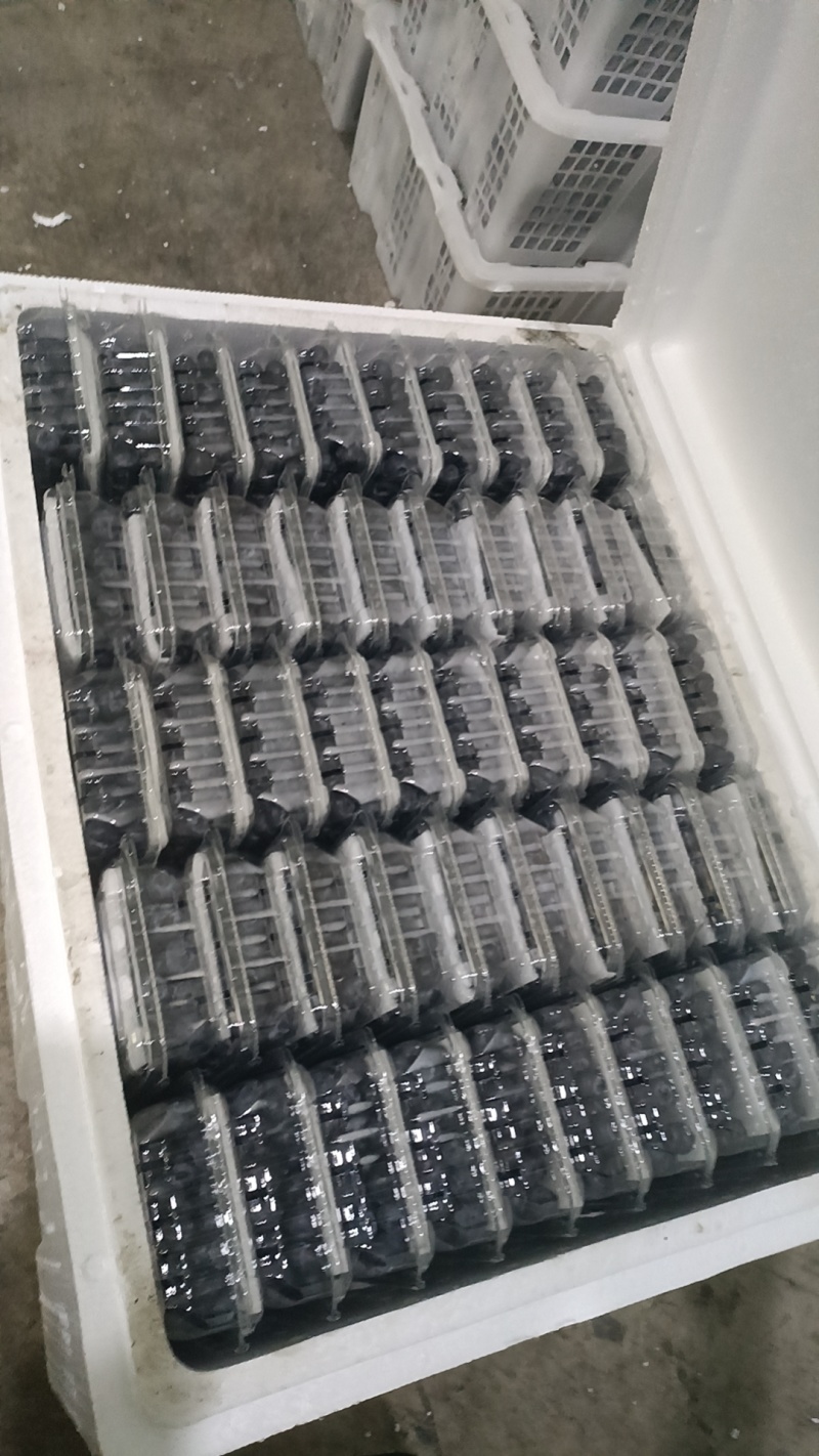 云南新鲜蓝莓，电商货，社区团购**，一件代发