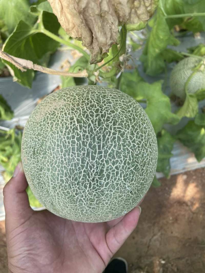 网纹瓜大量上市