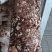 香菇菌棒
