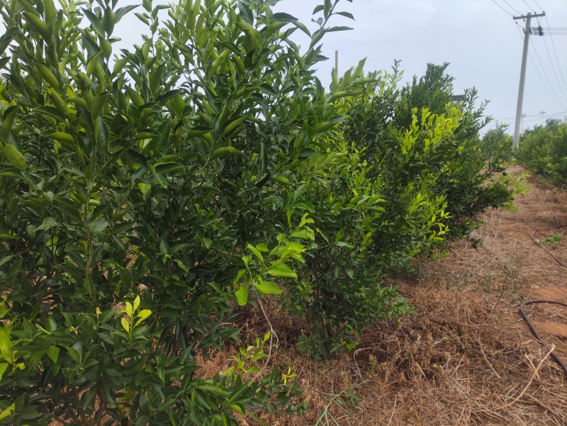 第一年挂果只有千把斤，先到先得，支持物流快递需要的联系