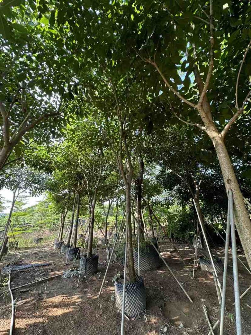红花风铃木12～15公分基地直销大小规格齐全质量优质