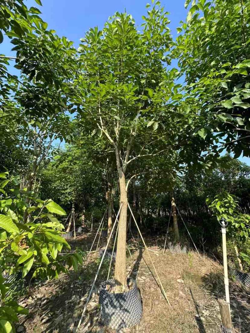 红花风铃木12～15公分基地直销大小规格齐全质量优质