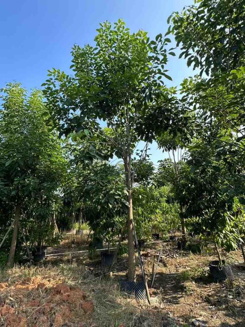 红花风铃木12～15公分基地直销大小规格齐全质量优质