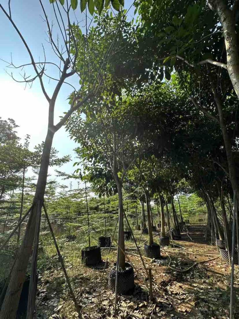 红花风铃木12～15公分基地直销大小规格齐全质量优质